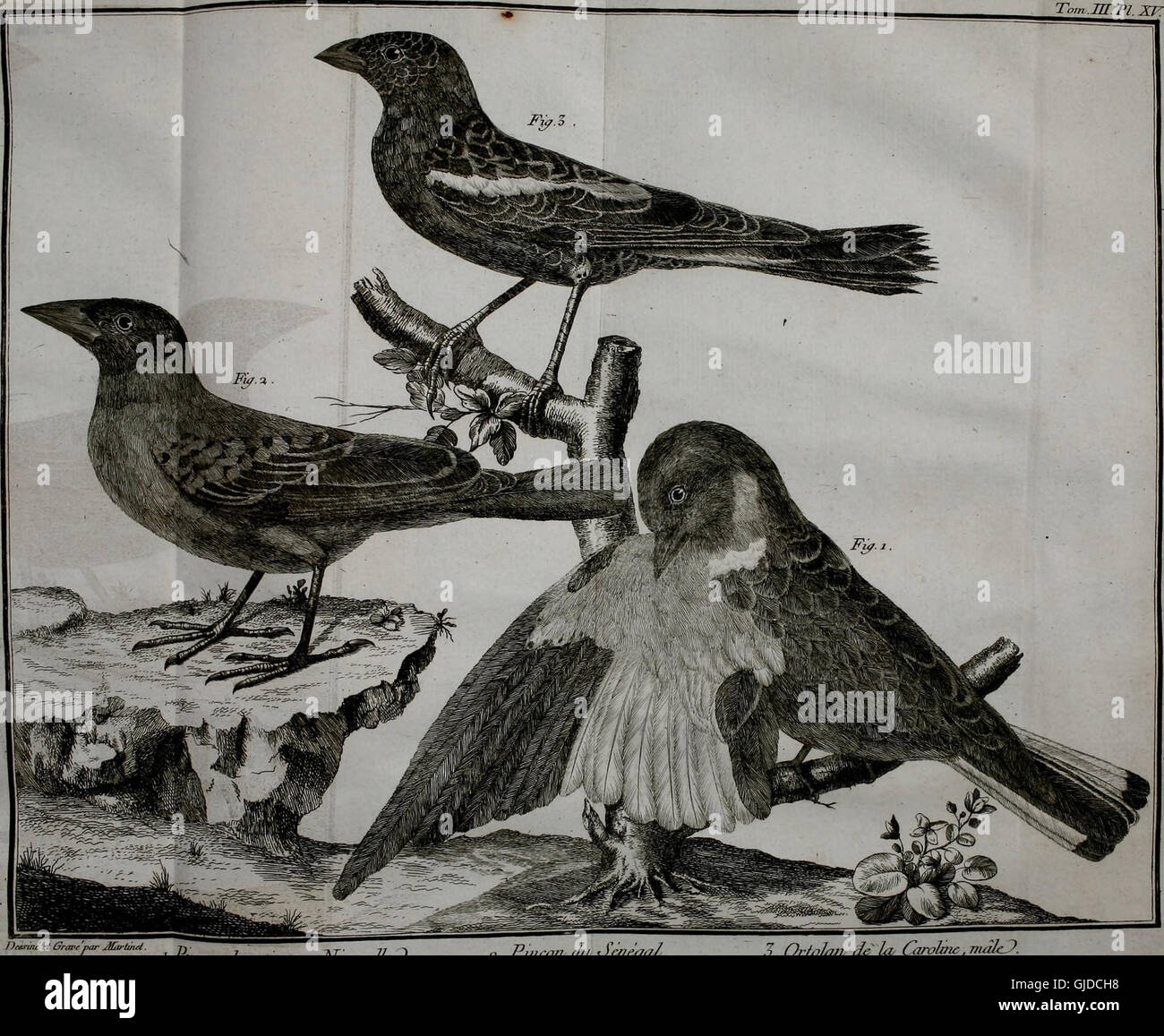 Ornithologie Ou Methode Contenant La Division Des Oiseaux En Stock Photo Alamy Ornithologie Ou Methode Contenant La Division Des Oiseaux En Stock Photo Alamy