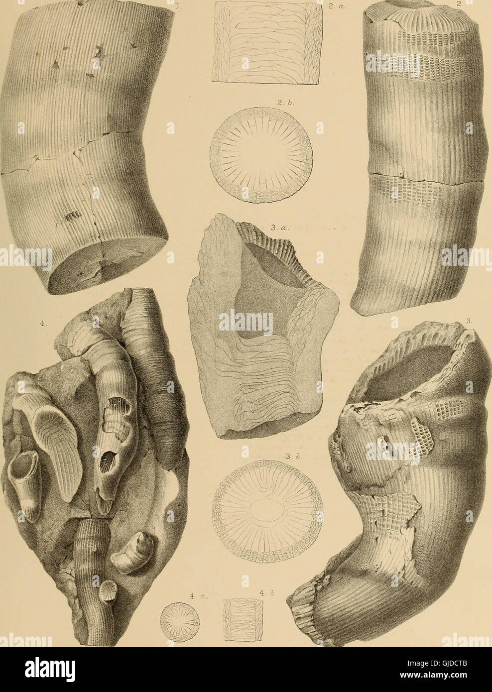 Fortieth parallel survey hi-res stock photography and images - Alamy