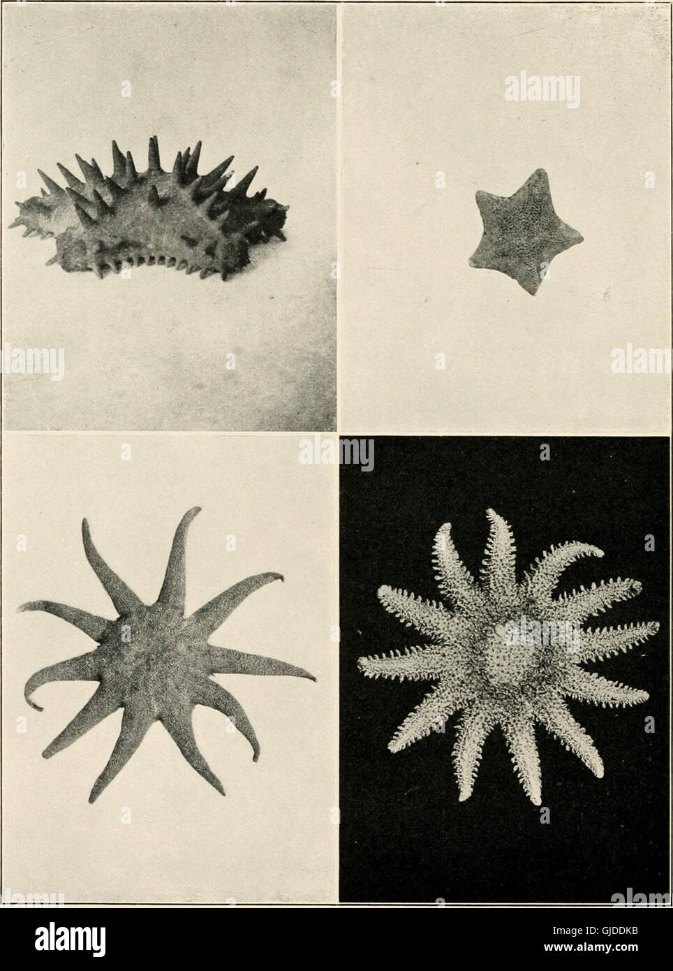 The sea-beach at ebb-tide - a guide to the study of the seaweeds and the lower animal life found between tidemarks (1901) Stock Photo