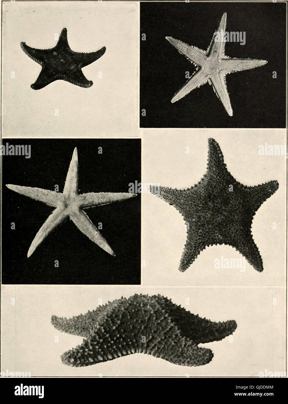The sea-beach at ebb-tide - a guide to the study of the seaweeds and the lower animal life found between tidemarks (1901) Stock Photo