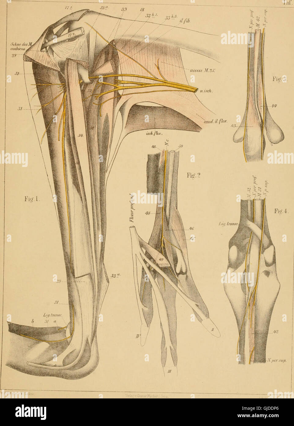Zur vergleichenden Anatomie - der Muskulatur des Beckens und der hinteren Gliedmasse der Ratiten (1880) Stock Photo