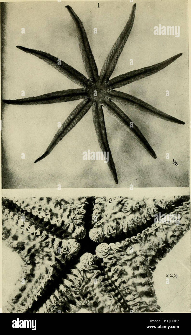 Report on the starfishes of the West Indies, Florida, and Brazil, including those obtained by Bahama expedition from the University of Iowa in 1893 (1915) Stock Photo