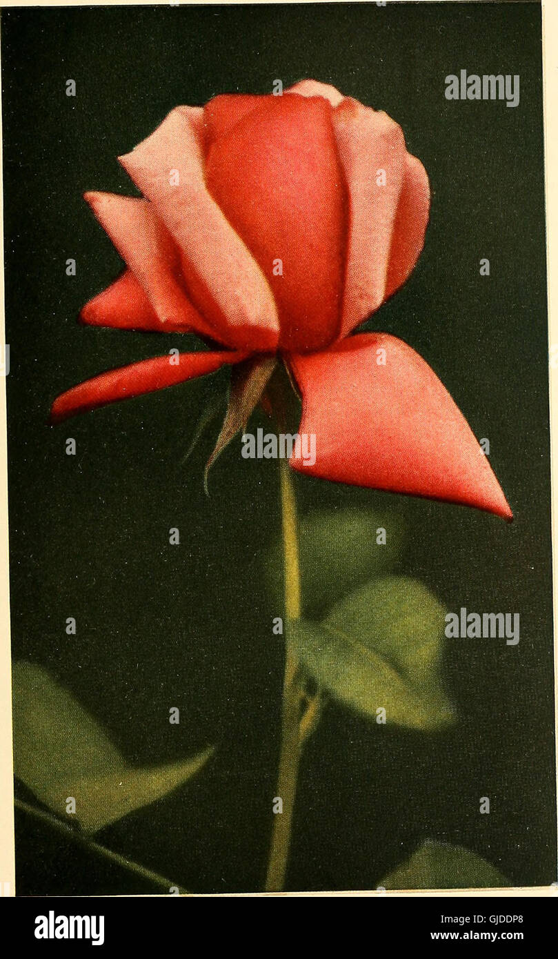 The practical book of outdoor rose growing for the home garden (1915) Stock Photo