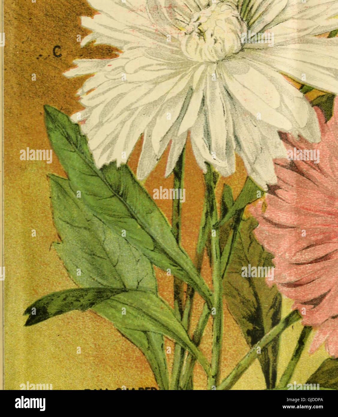 Seed annual 1903 (1903) Stock Photo