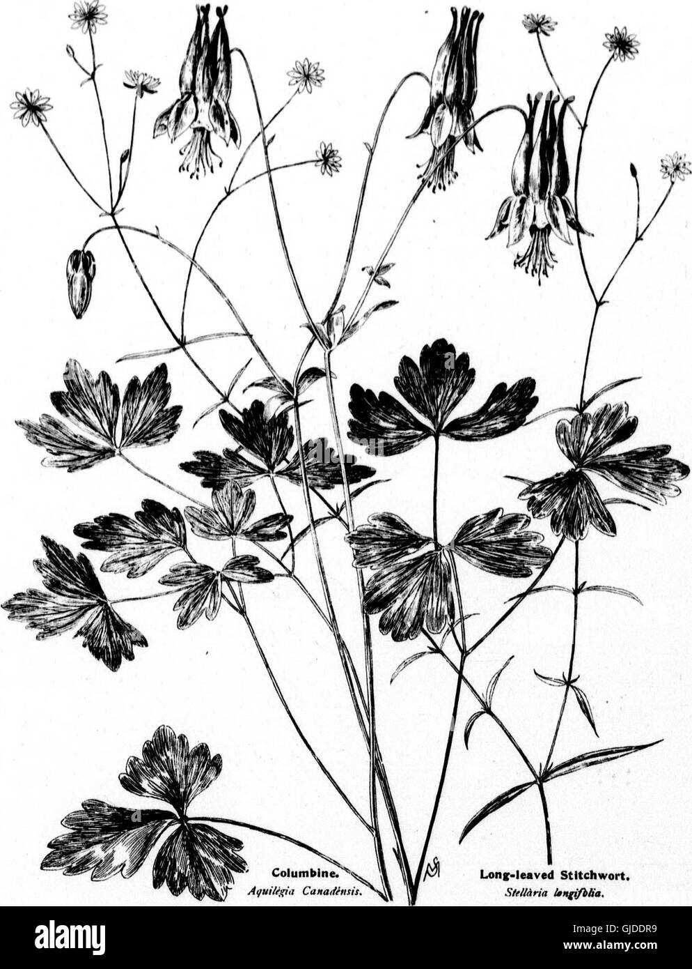Wayside flowers (microform) - Series II. Being a description of American wild flowers that bloom in late May, June, July and early August (1898) Stock Photo