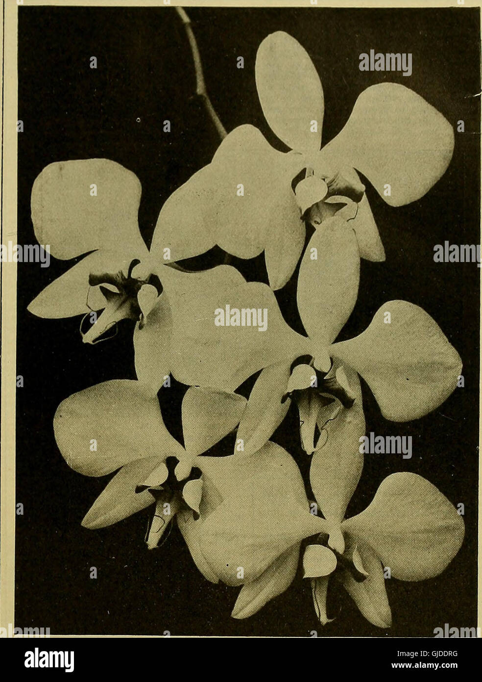 The American florist - a weekly journal for the trade (1908) Stock Photo
