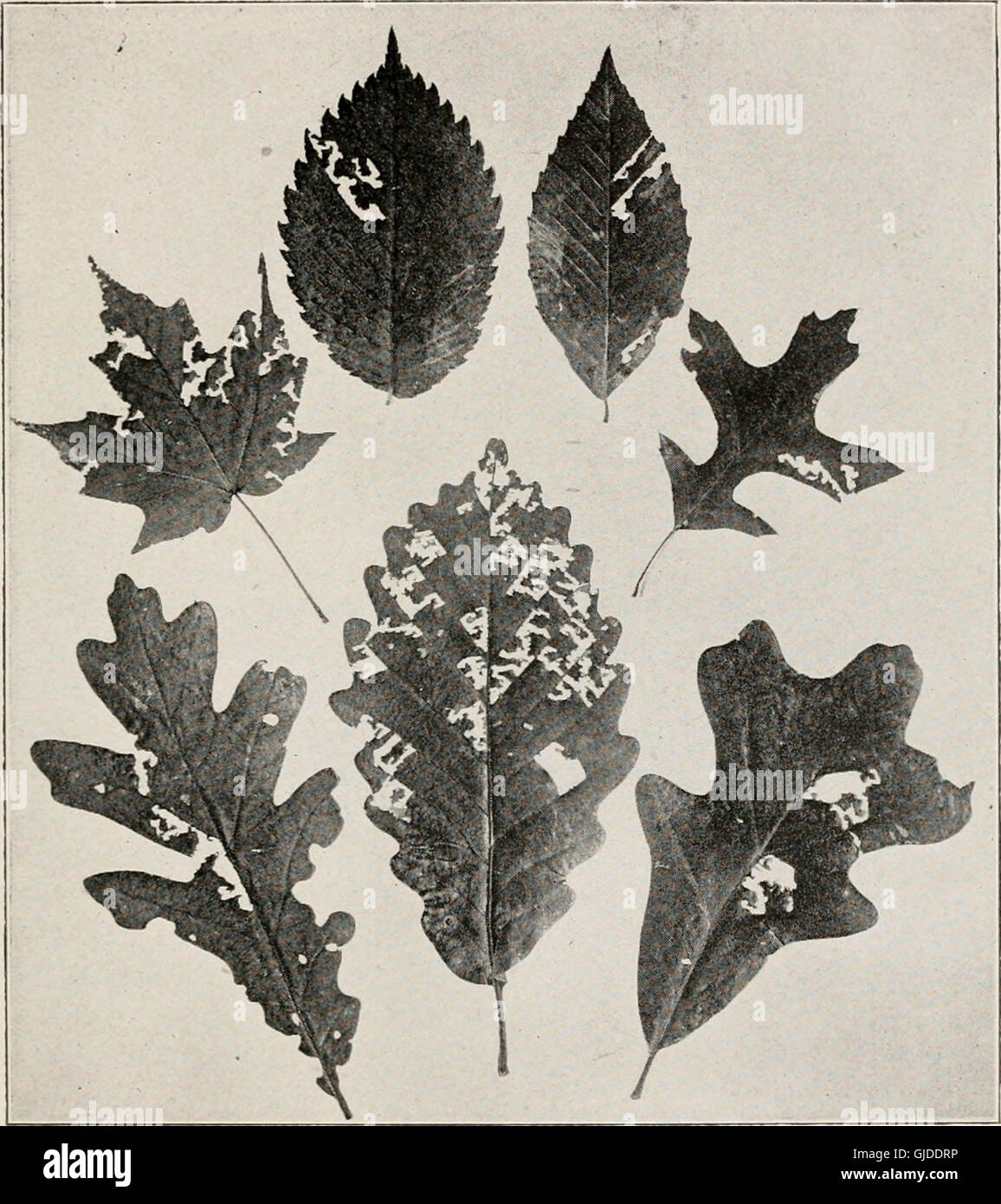 The Canadian entomologist (1919) Stock Photo