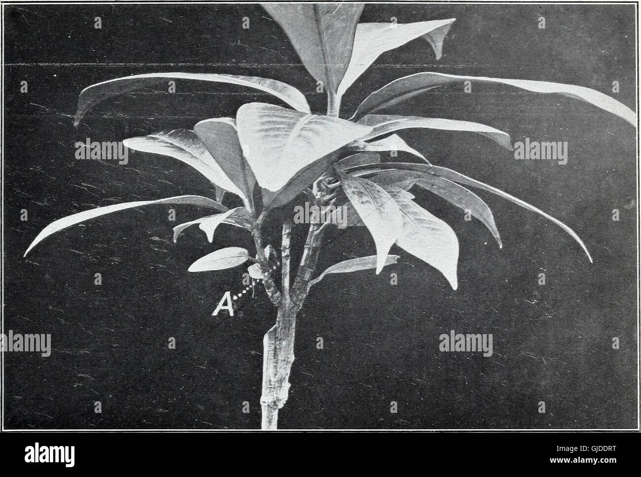 The seedling-inarch and nurse-plant methods of propagation (1911) Stock Photo