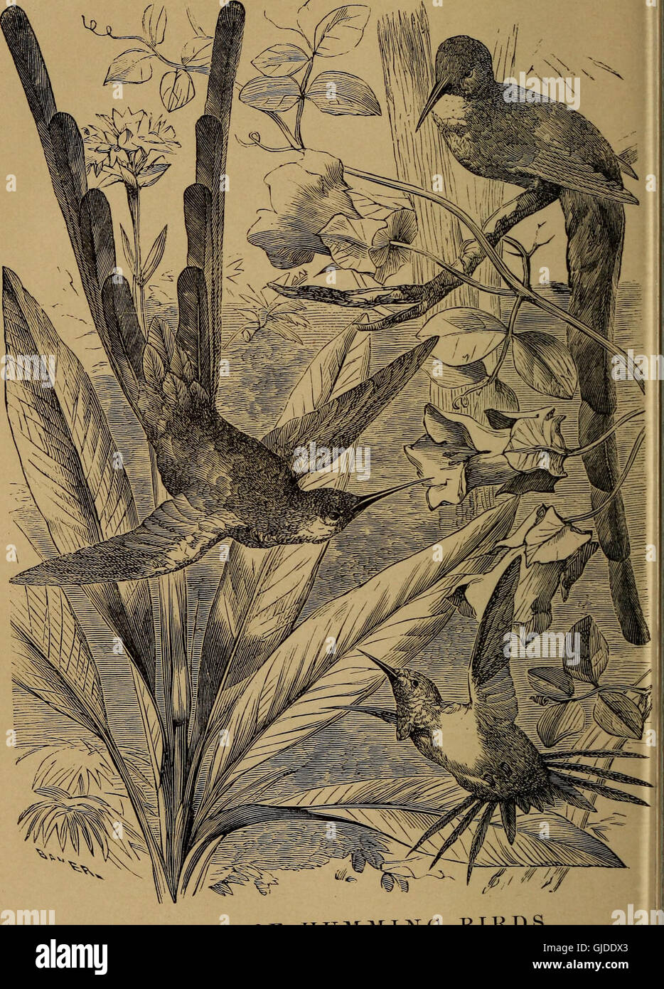 Cecil's book of birds (1869) Stock Photo