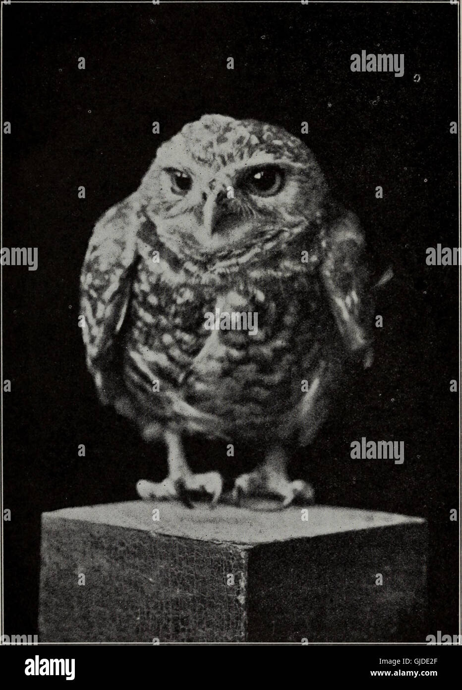 The common hawks and owls of California from the standpoint of the rancher (1922) Stock Photo