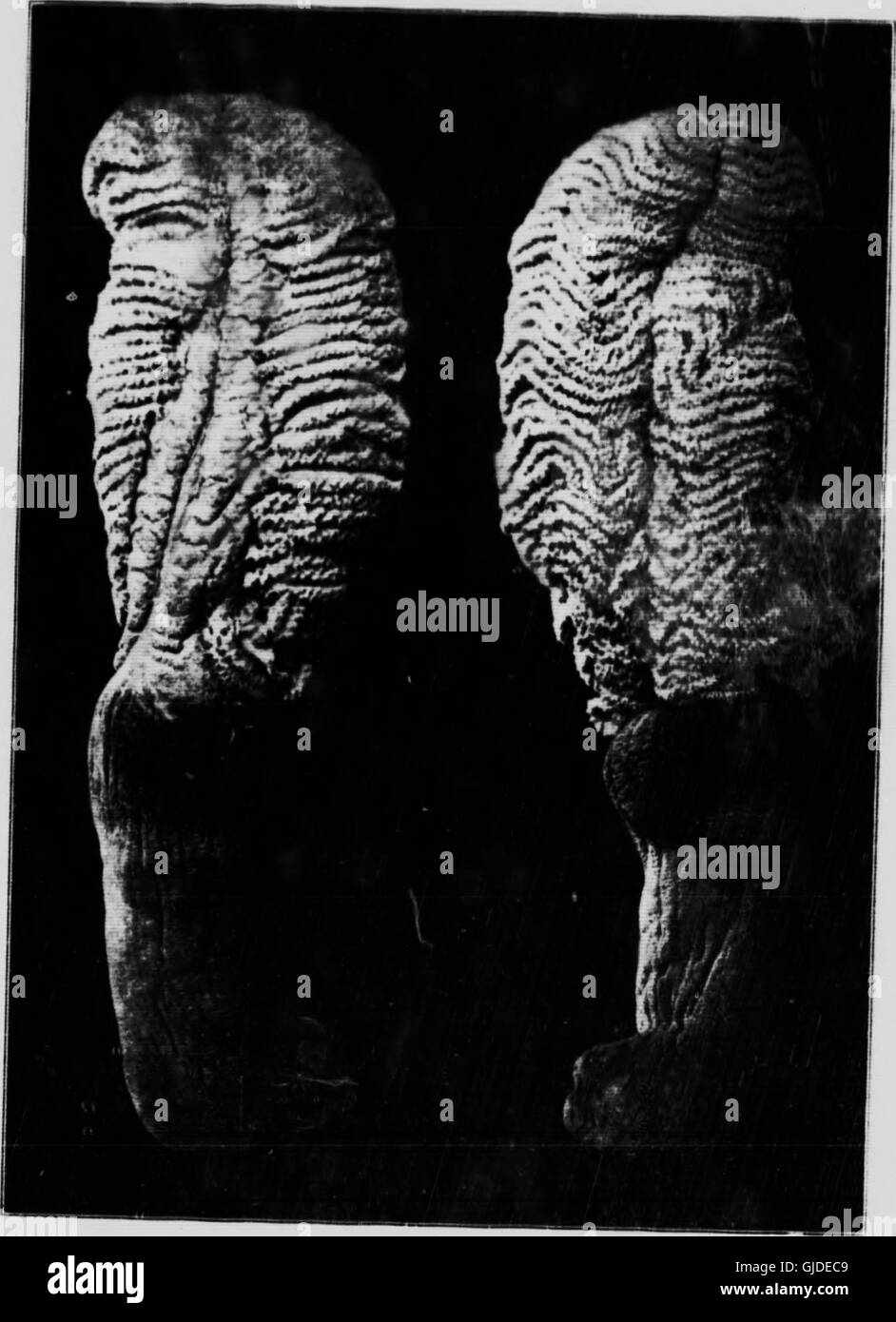 Mollusks, Echnioderms, Coelenterates, etc. Part G (microform) - Alcyonaria and Actinaria (1922) Stock Photo