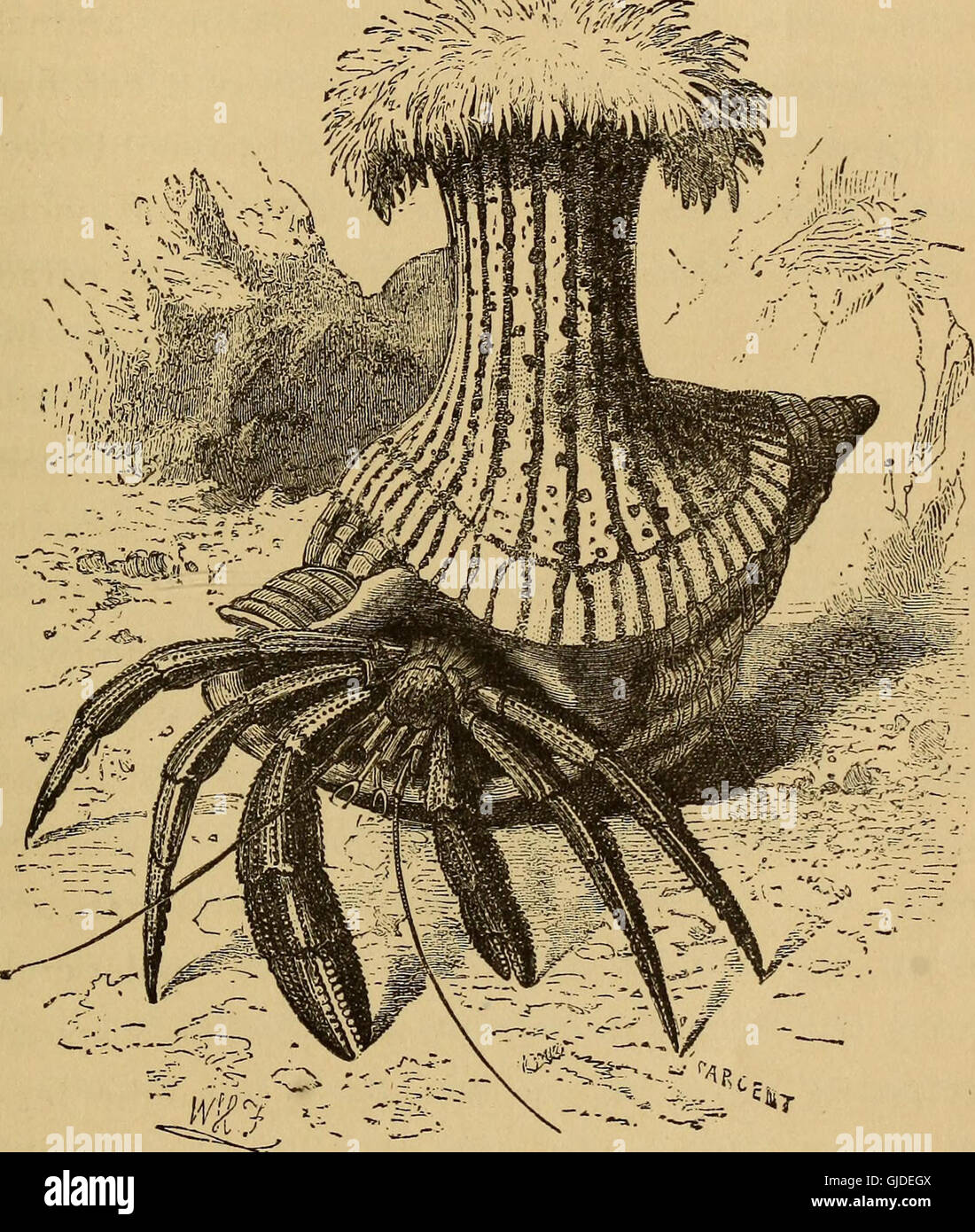 Four feet, wings, and fins (1879 Stock Photo Alamy