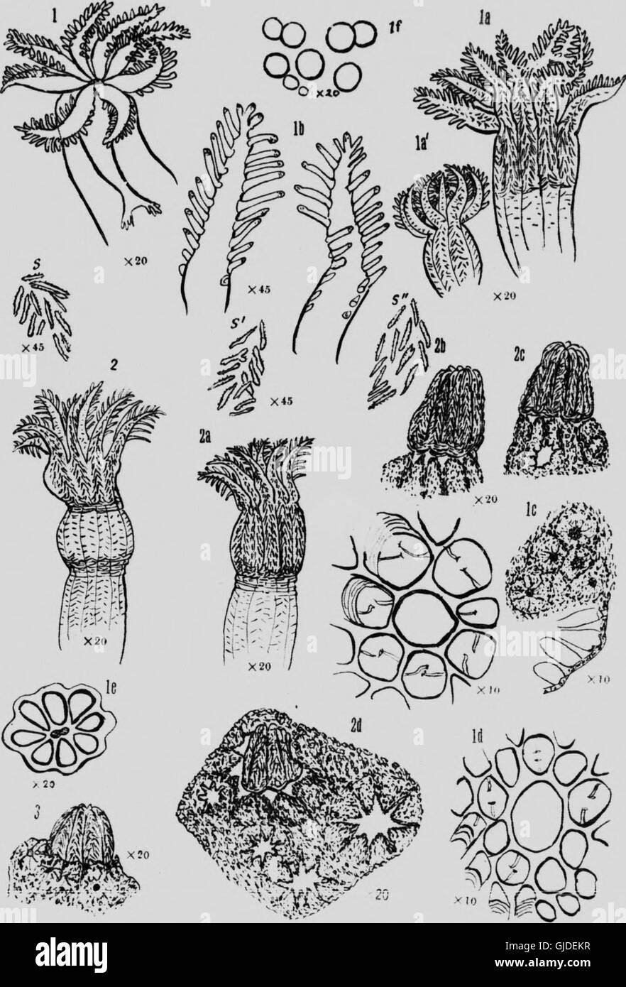 Mollusks, Echnioderms, Coelenterates, etc. Part G (microform) - Alcyonaria and Actinaria (1922) Stock Photo