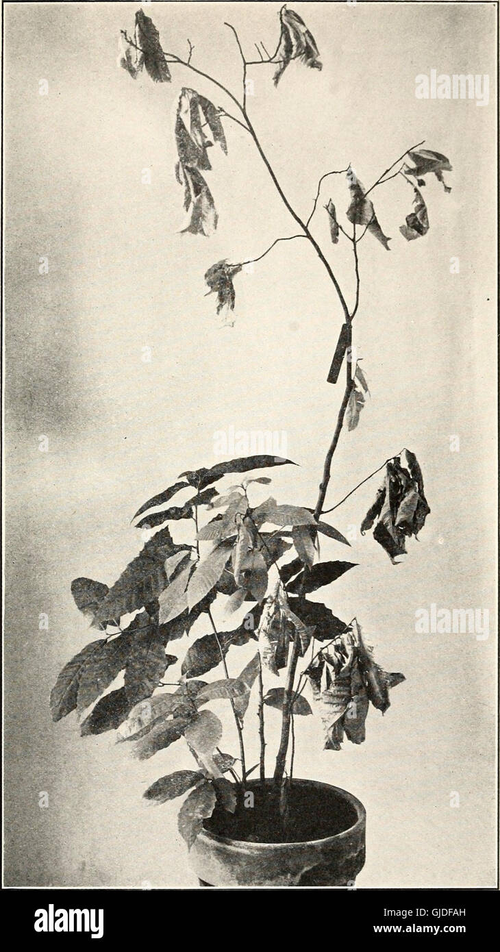 The publications of the Pennsylvania chestnut tree blight commission, 1911-1913 (1915) Stock Photo