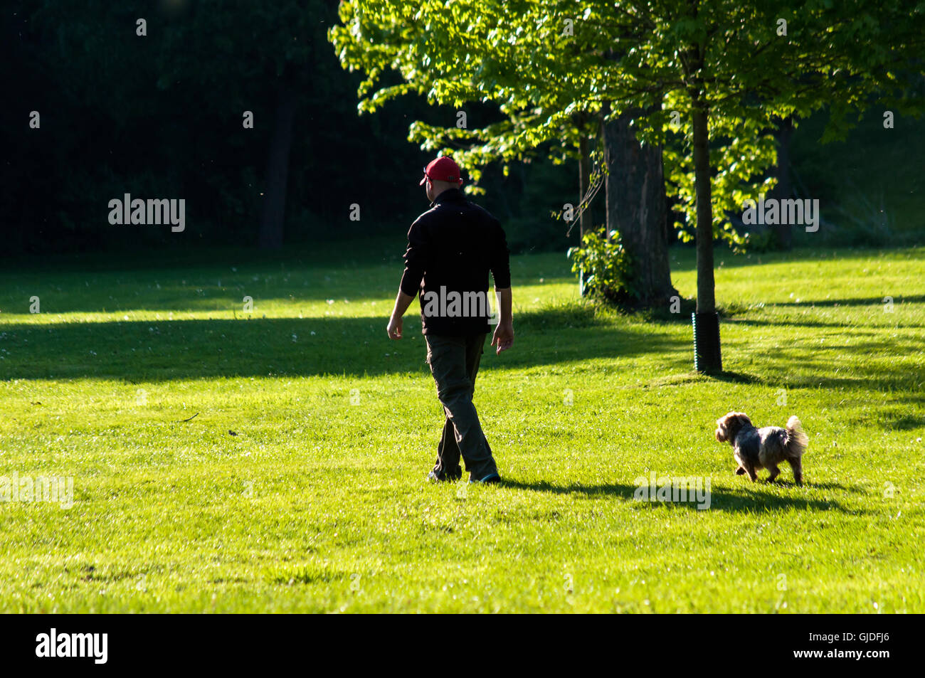 A tall man with a small dog in a park, Ontario, Canada. Out for a walk, Pet. The daily routine. Dog walking. Fresh, green space. Free run. No leash. Stock Photo