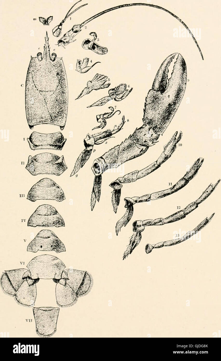 The sea-beach at ebb-tide - a guide to the study of the seaweeds and the lower animal life found between tidemarks (1901) Stock Photo