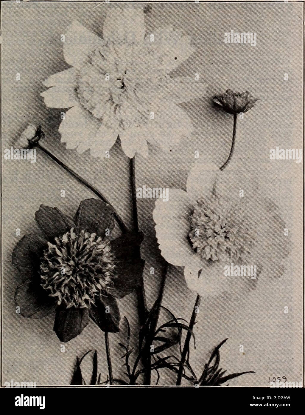 Barnard's Seeds and Bulbs catalog, published in 1925, offers a