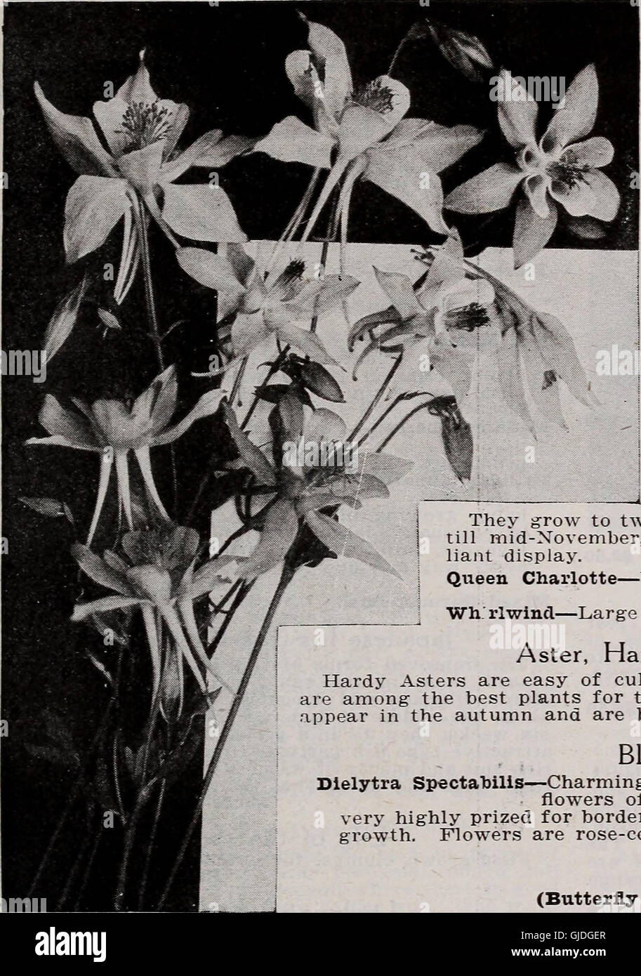 Barnard's seeds, bulbs, shrubs 1923 (1923) Stock Photo
