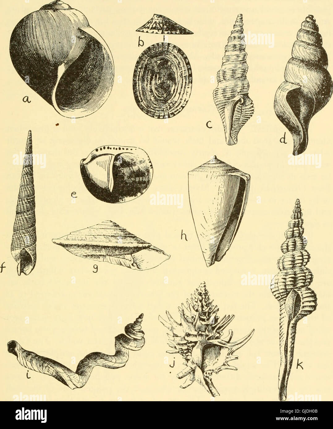 Oceanography seashell ecology hi-res stock photography and images - Alamy