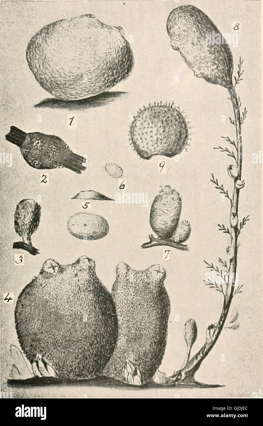 The sea-beach at ebb-tide - a guide to the study of the seaweeds and the lower animal life found between tidemarks (1901) Stock Photo