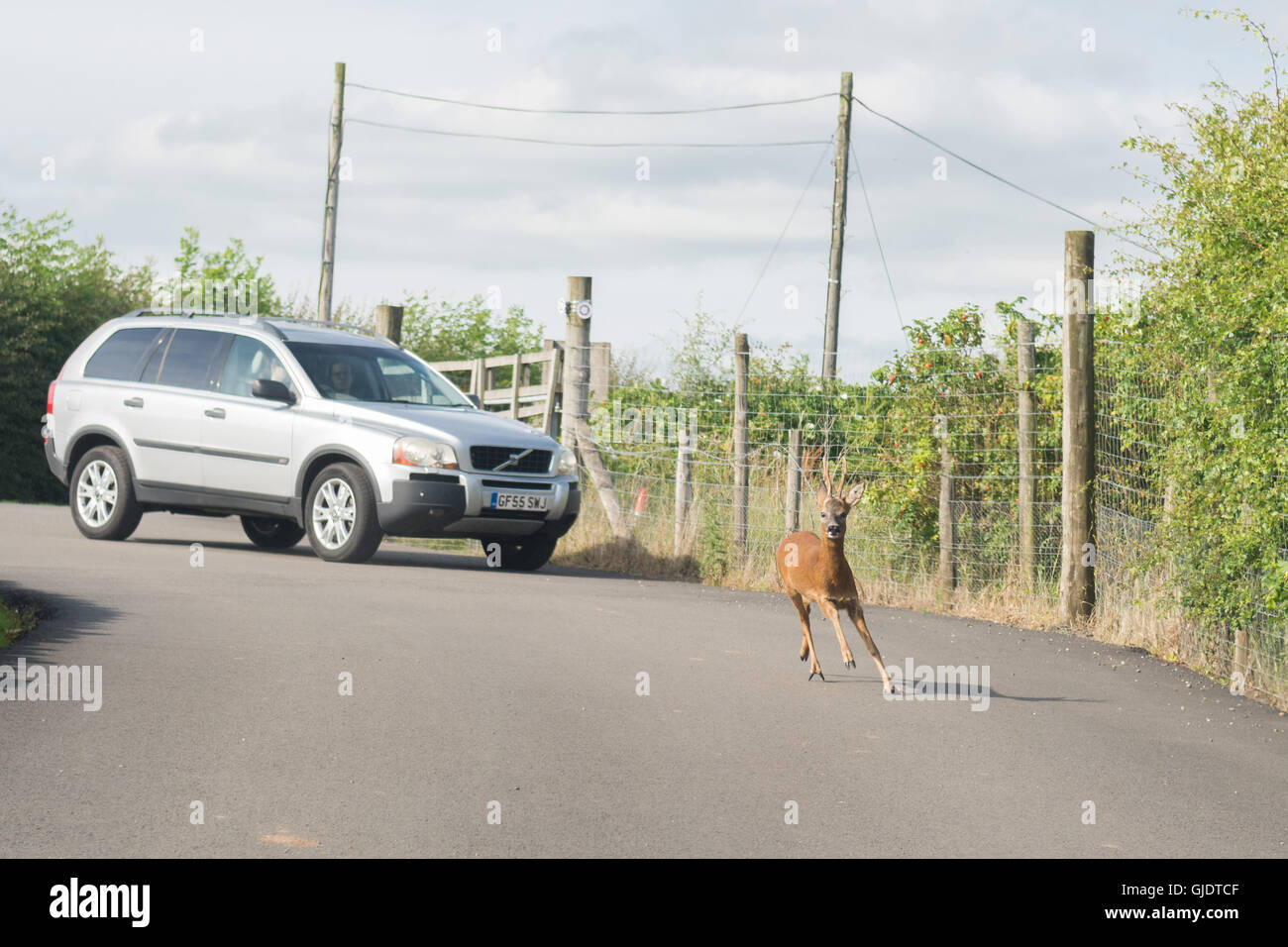 Stirlingshire, Scotland, UK. 15th Aug, 2016. UK weather - on a warm, dry day a deer panics after finding itself caught between two cars on a rural road near Blanefield, Stirlingshire, Scotland, UK. Credit:  Kay Roxby/Alamy Live News Stock Photo