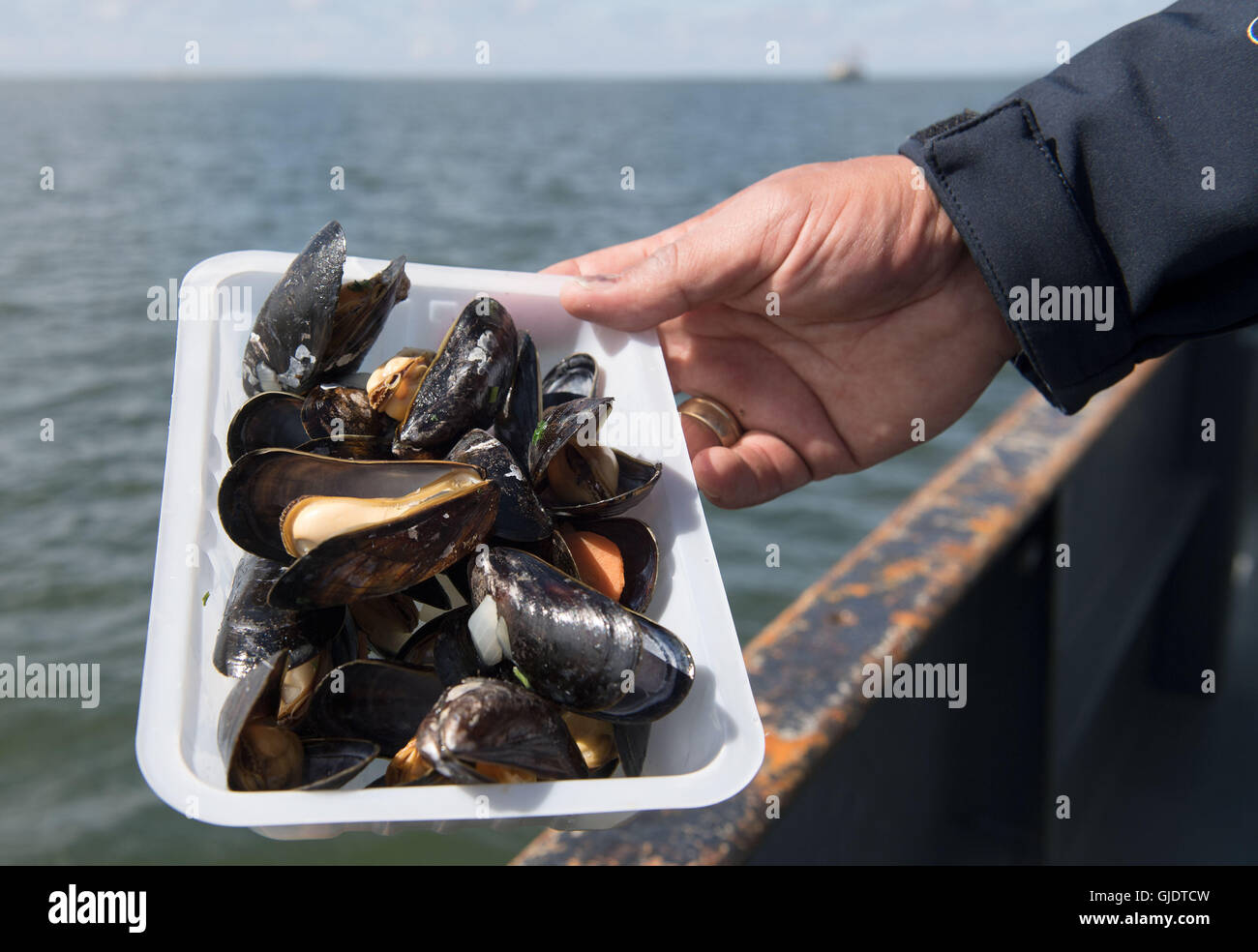Greetsiel, Germany. 15th Aug, 2016. After the opening of the mussel ...