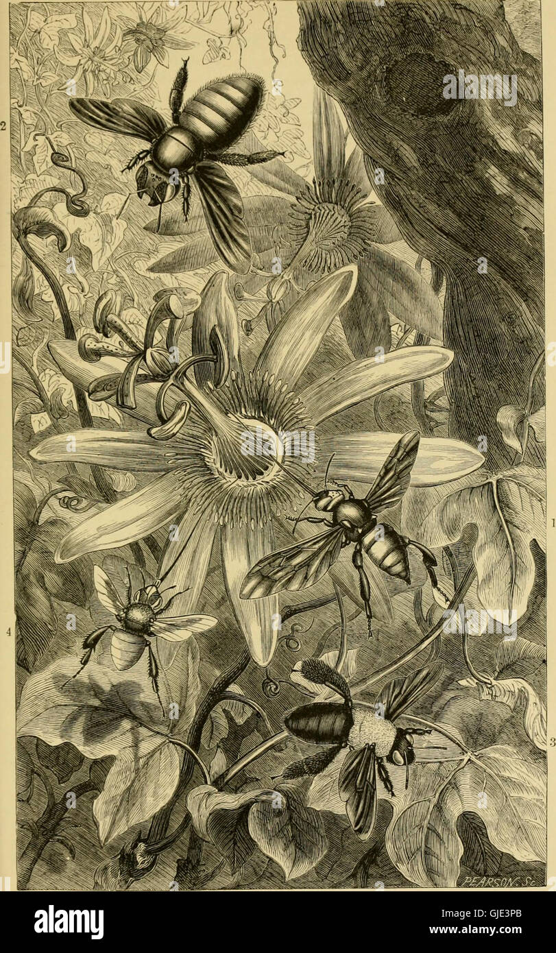 Insects abroad - being a popular account of foreign insects, their ...