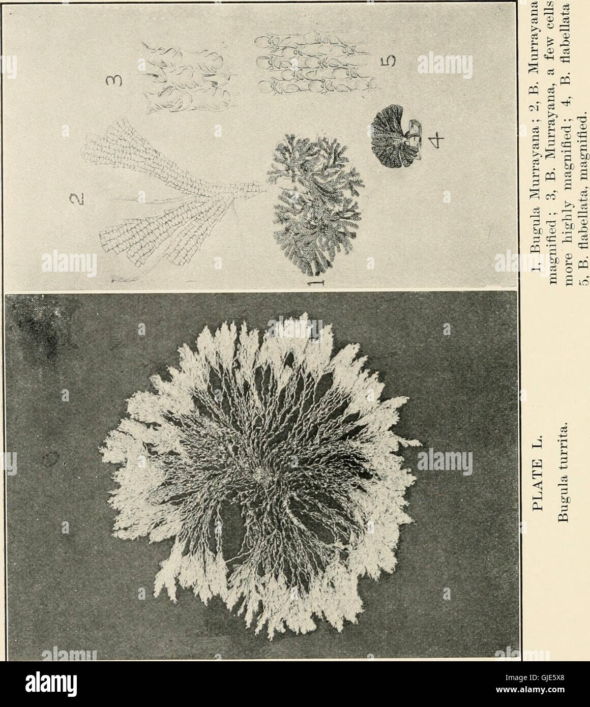 The sea-beach at ebb-tide - a guide to the study of the seaweeds and the lower animal life found between tidemarks (1901) Stock Photo