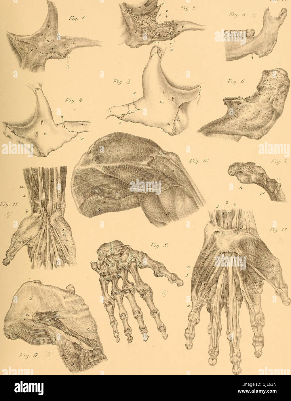 Abhandlungen aus der menschlichen und vergleichenden Anatomie (1852) Stock Photo