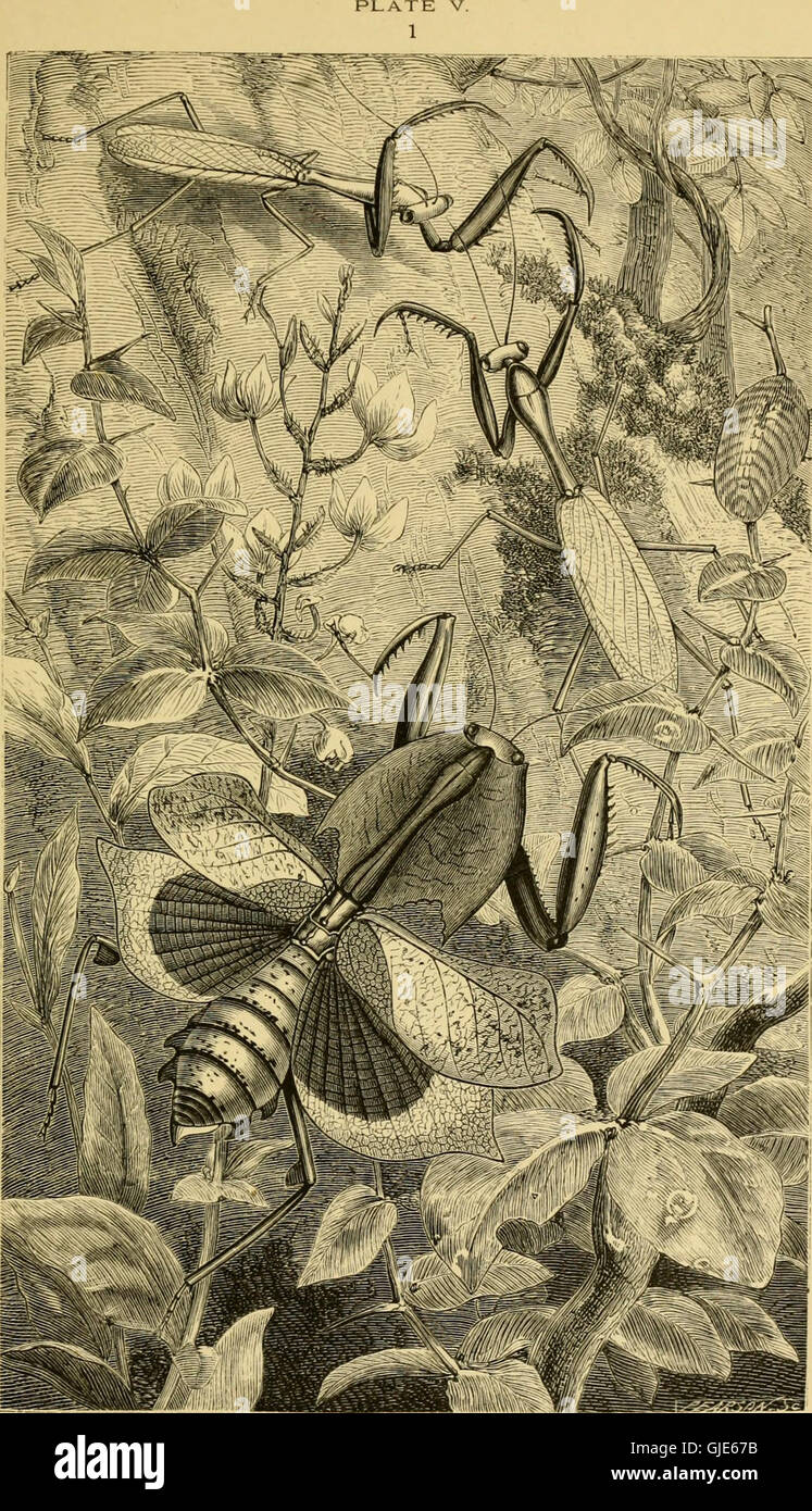 'Insects Abroad' (1883) is a detailed account of foreign insects ...