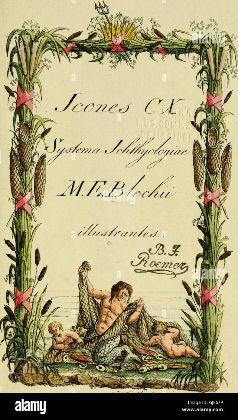 M.E. Blochii Systema ichthyologiae iconibus CX illustratum (1801) Stock Photo