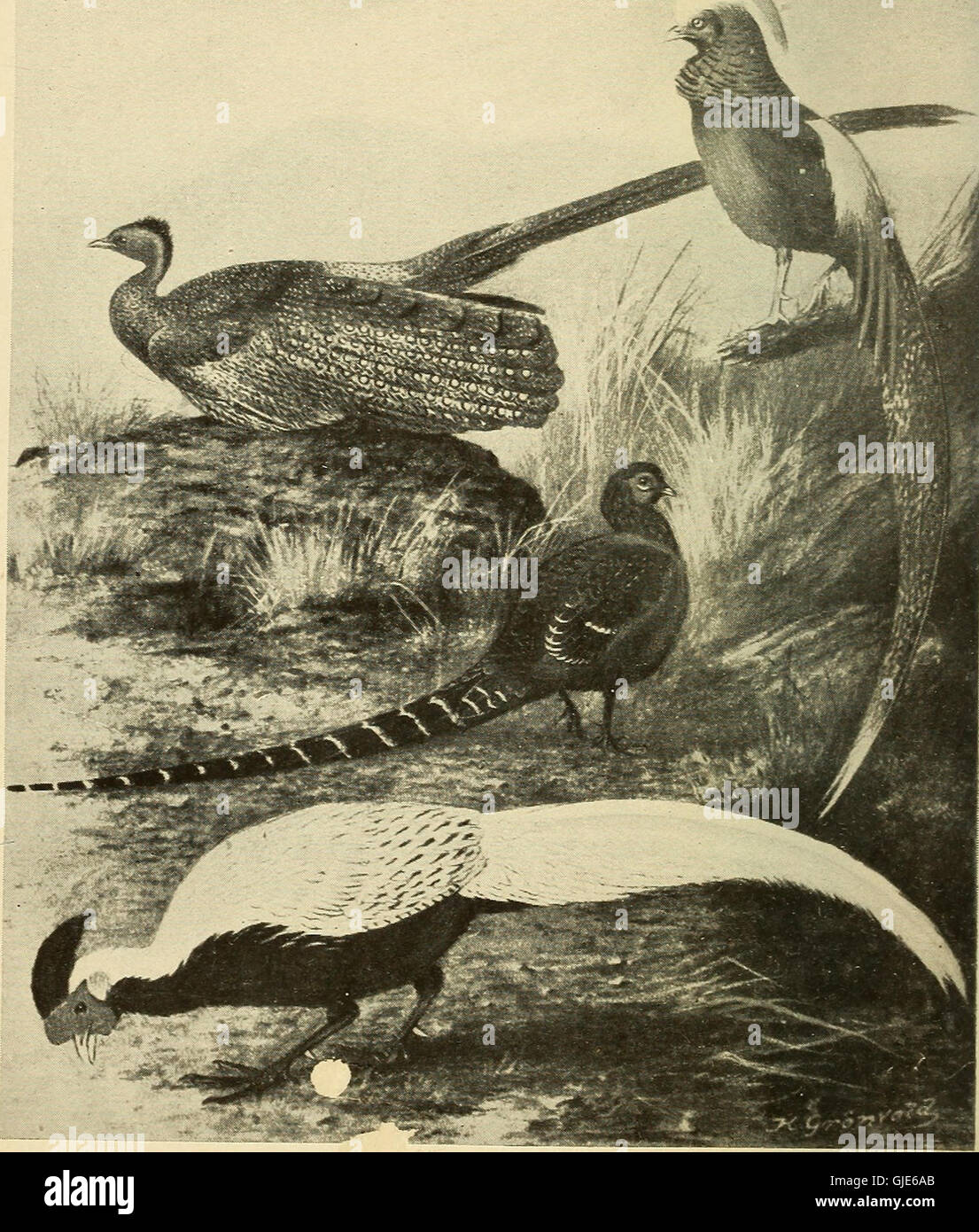 This document, titled 'Bird Behaviour Psychical and Physiological,' was ...