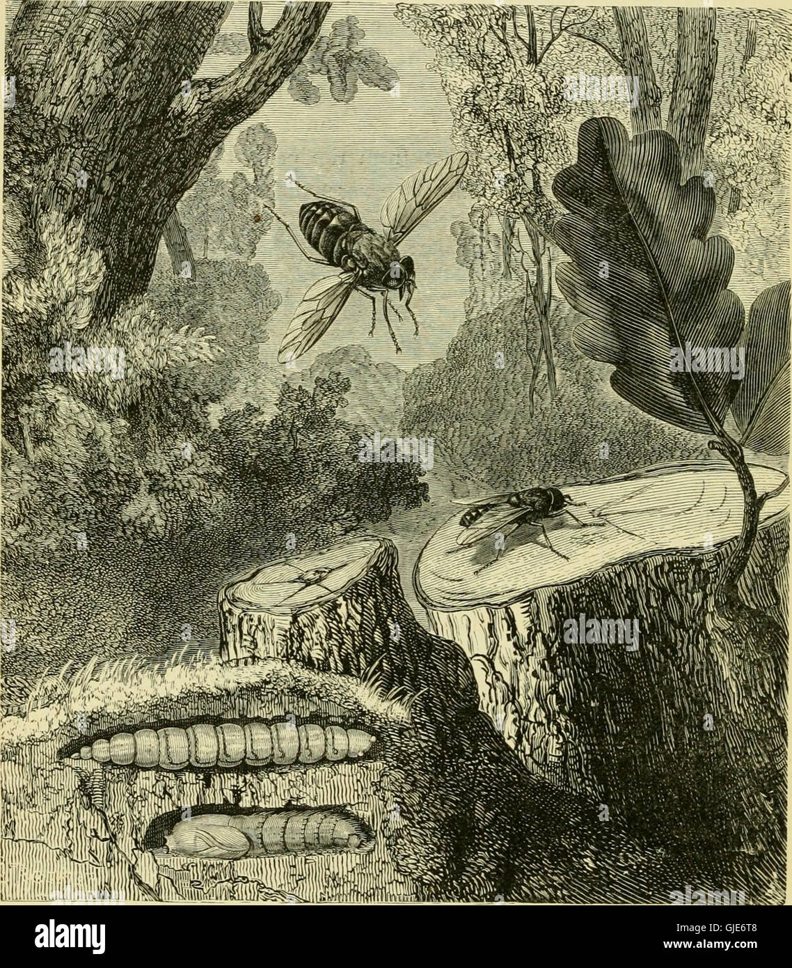 This book, adapted from M. Émile Blanchard’s work, explores the metamorphosis of various insect species, including Insecta, Myriapoda, Arachnida, and Crustacea. It provides insight into the biology and behavior of these groups. Stock Photo