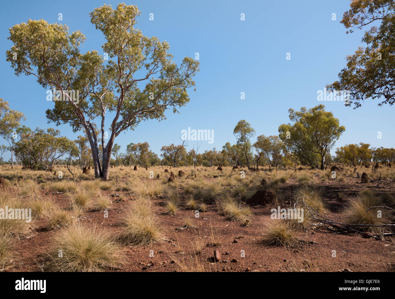 Australian outback with gum trees, ant hills and red soil Stock Photo