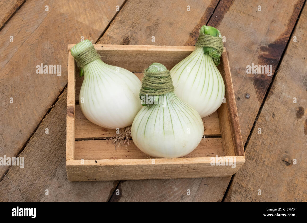 Seeds & Bulbs Home & Hobby Vegetable ONION EXHIBITION Floral & Garden