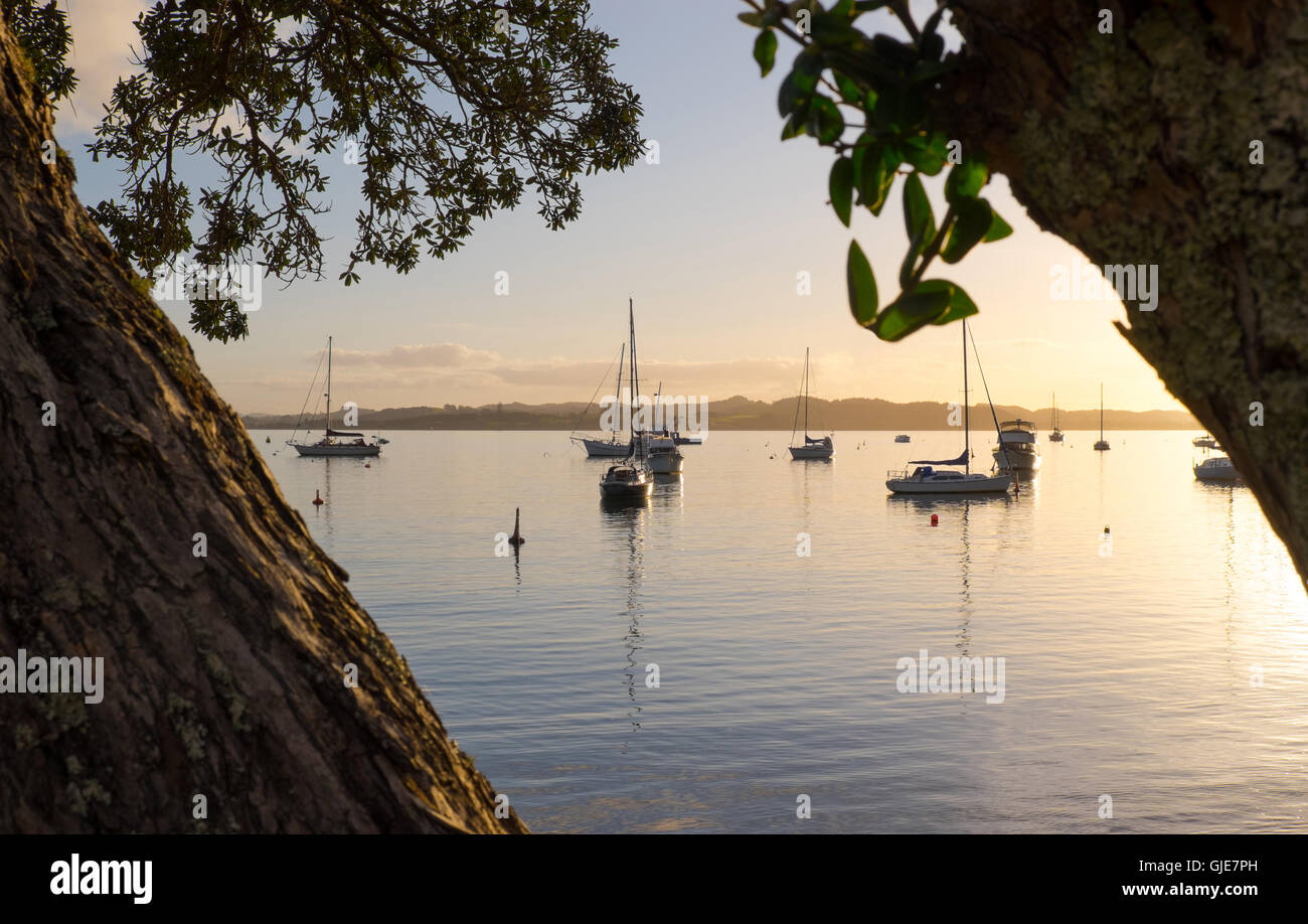 Looking through the Pohutukawa trees over the bay and boats at sunset. Russell, Bay of Islands, New Zealand, NZ. Stock Photo