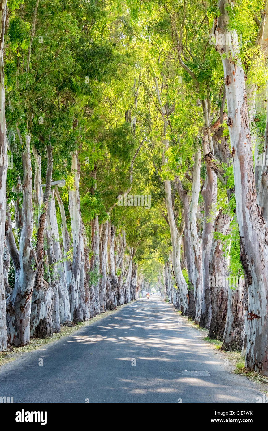 Eucalyptus alley. Kolymbia, Rhodes, Greece Stock Photo