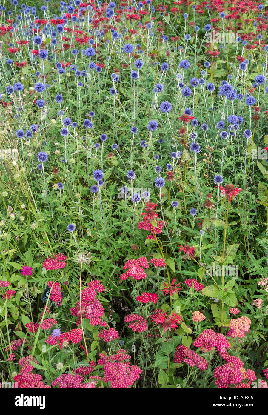 Herbaceous perennial border in full summer glory, RHS Harlow Carr garden, Harrogate, UK Stock Photo