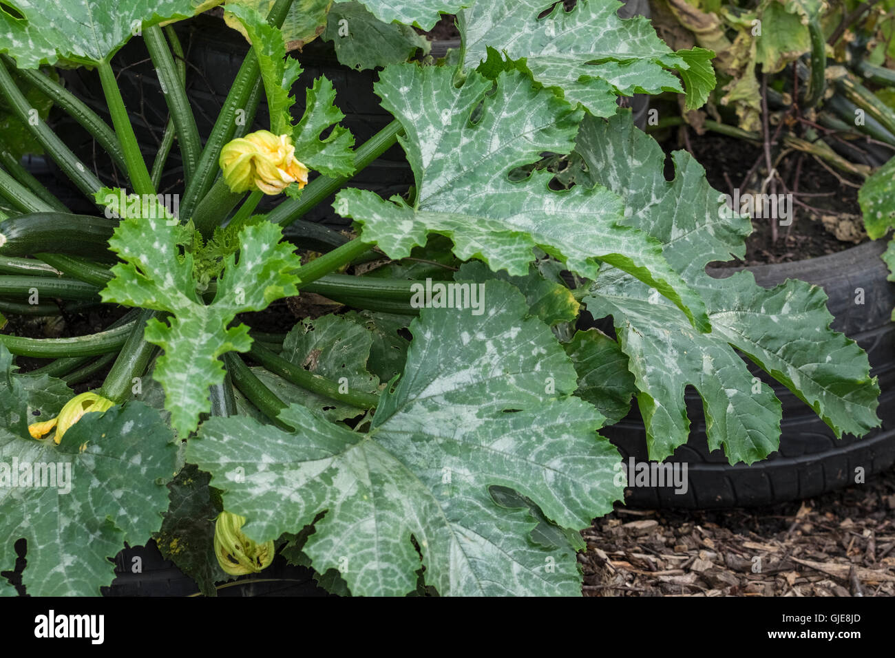 Courgette plants grown in old vehicle tyres. Stock Photo