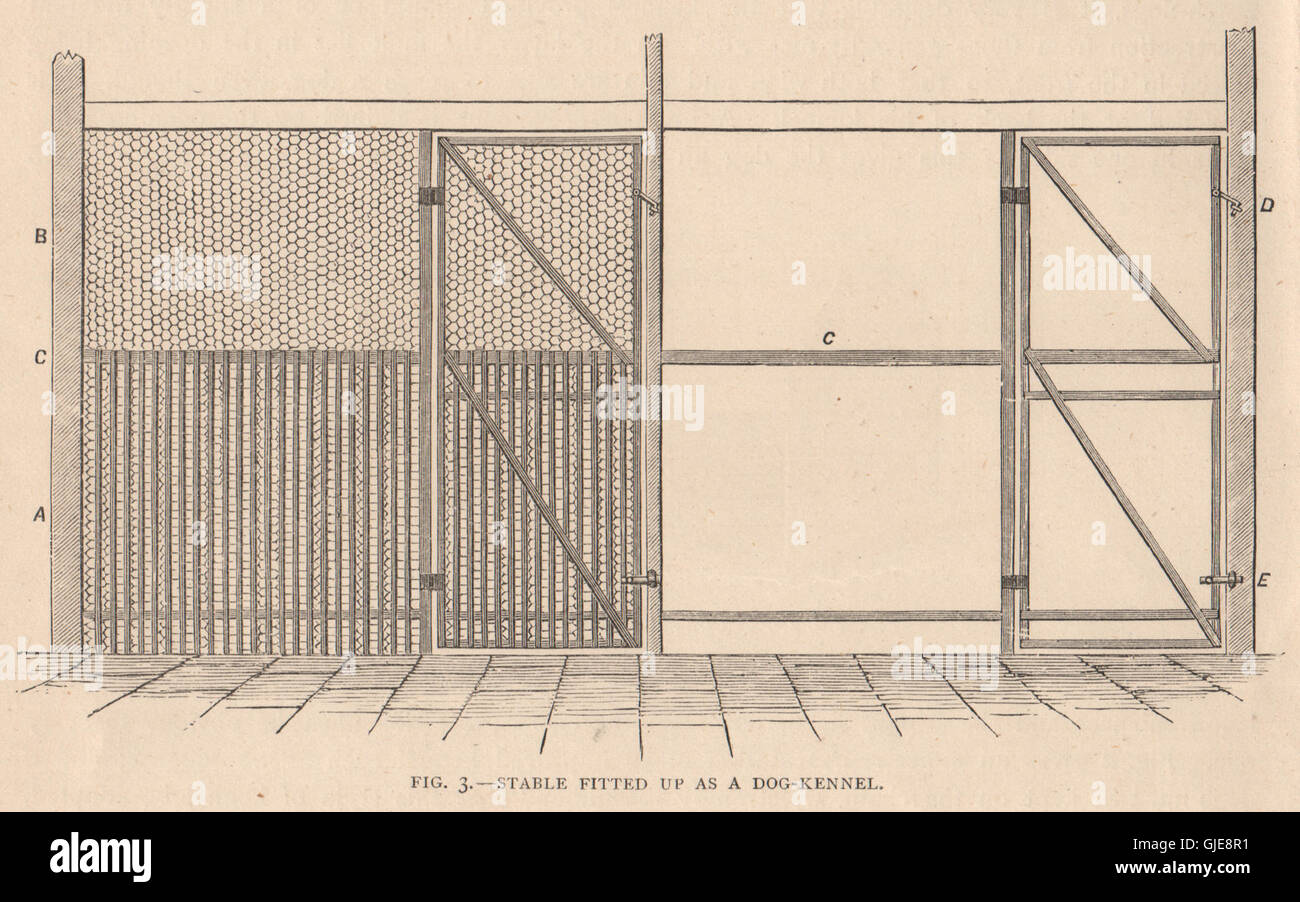 DOGS. Stable fitted up as a dog-kennel, antique print 1881 Stock Photo