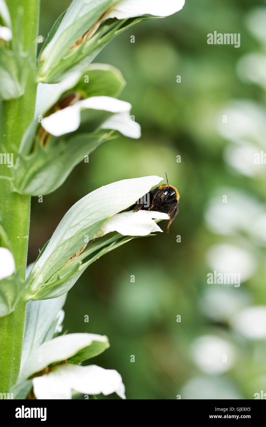 Buff-Tailed Bumble Bee (Bombus terrestris) collecting nectar from a flowering Acanthus (Acanthus spinosus) garden plant, UK. Stock Photo