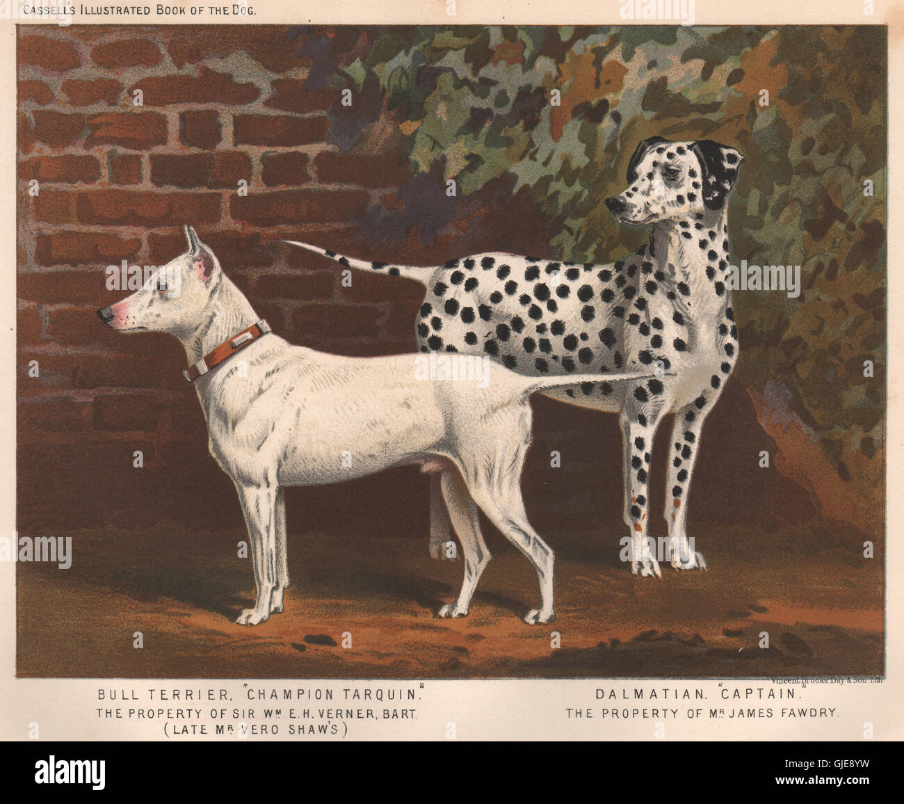 DOGS. Bull Terrier, 'Champion Tarquin', antique print 1881 Stock Photo