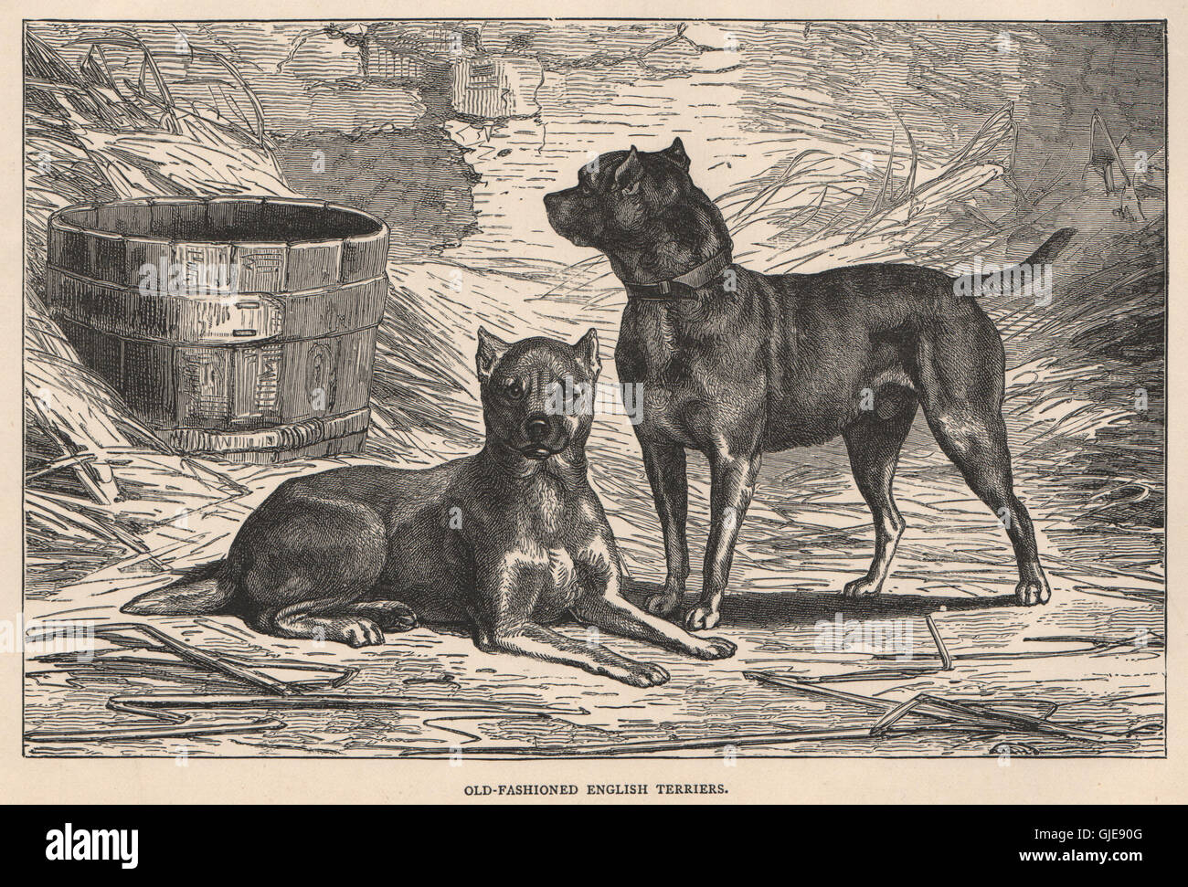 DOGS. Old-Fashioned English Terriers, antique print 1881 Stock Photo