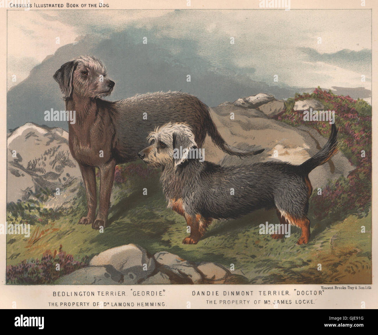 DOGS. Bedlington Terrier. 'Geordie', antique print 1881 Stock Photo