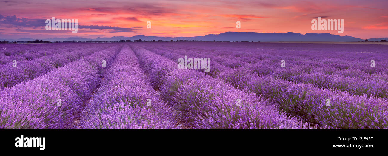 Sunrise over blooming fields of lavender on the Valensole plateau in the Provence in southern France. Stock Photo