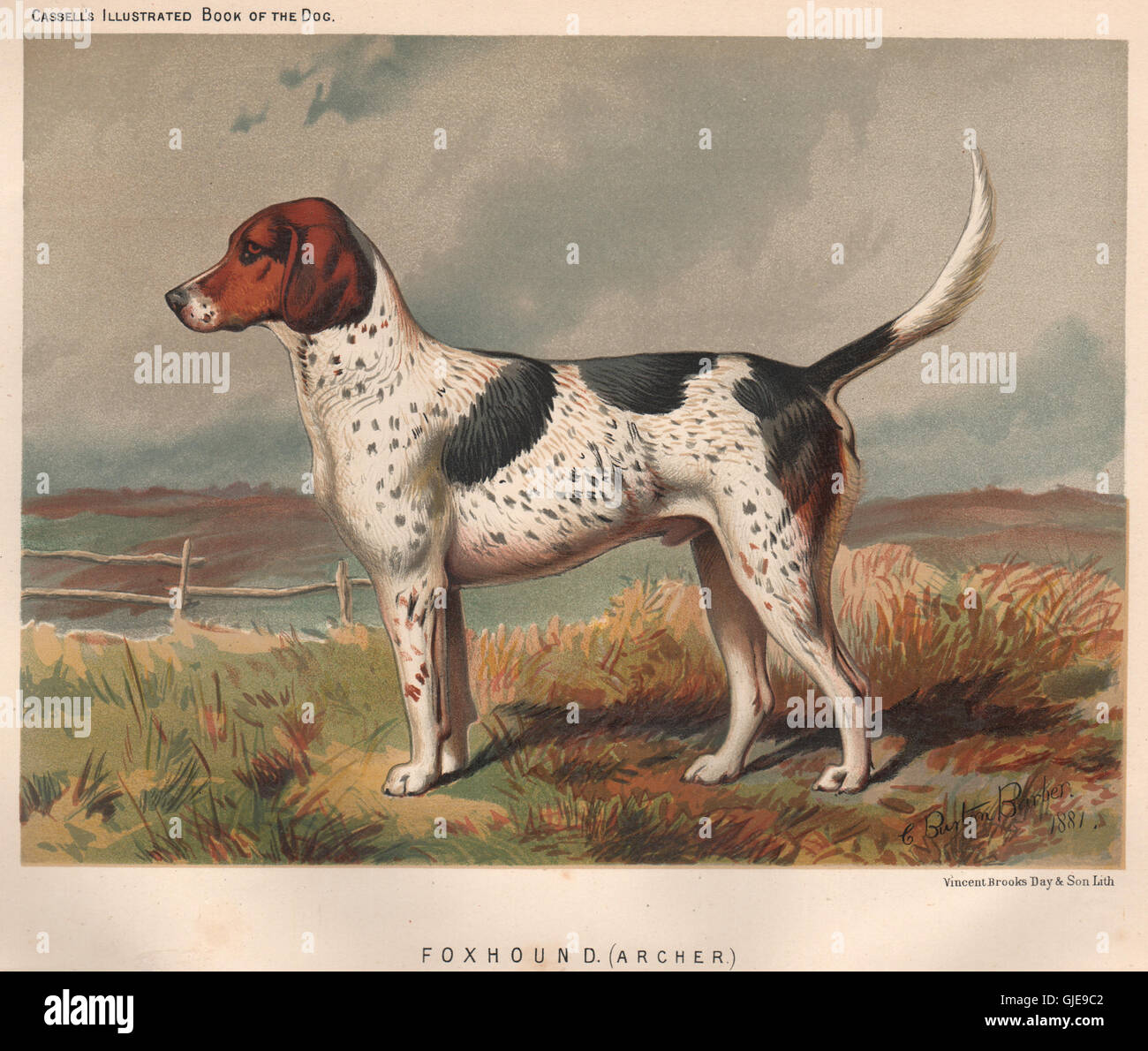 DOGS. Foxhound. (Archer), antique print 1881 Stock Photo