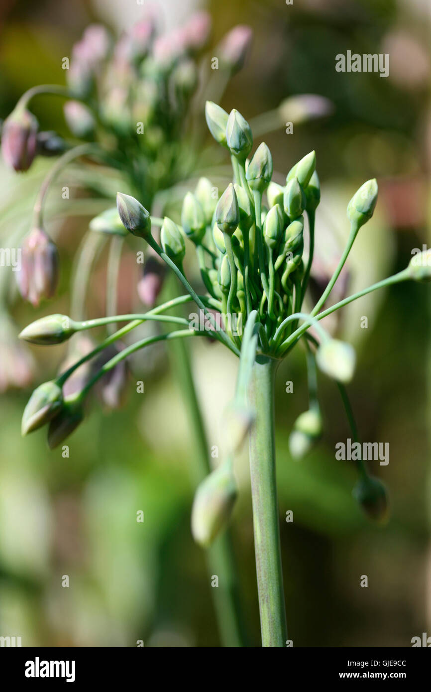 nectaroscordum siculum wild garden - sensitive buds bursting with nature's energy Jane Ann Butler Photography JABP1560 Stock Photo