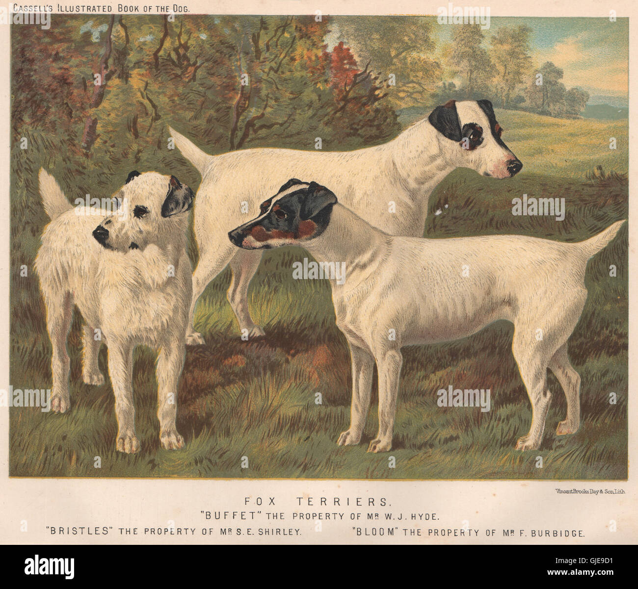 Dogs Fox Terriers Buffet Antique Print 11 Stock Photo Alamy