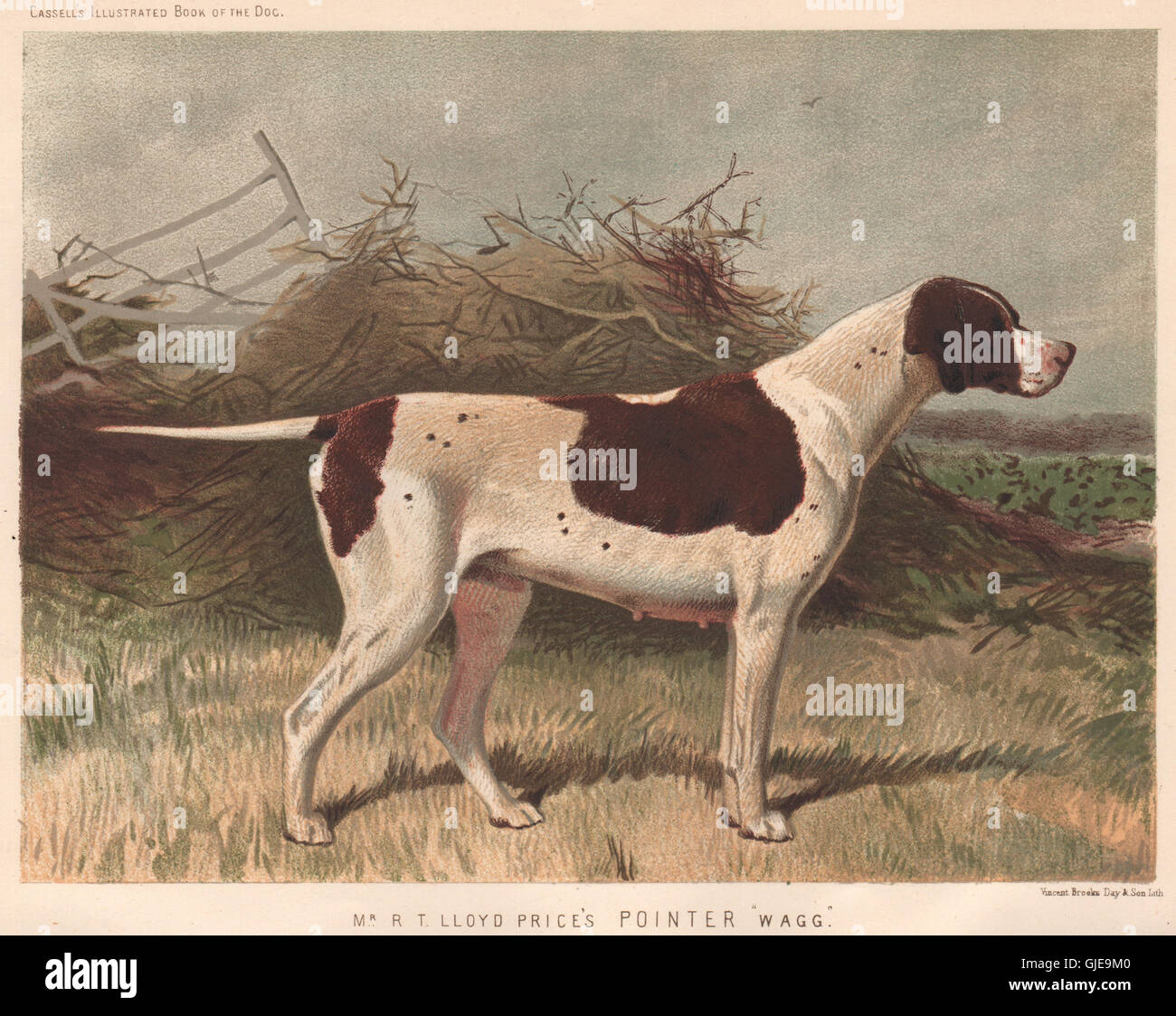 DOGS. Mr. R.T. Lloyd Price's Pointer 'Wagg', antique print 1881 Stock Photo