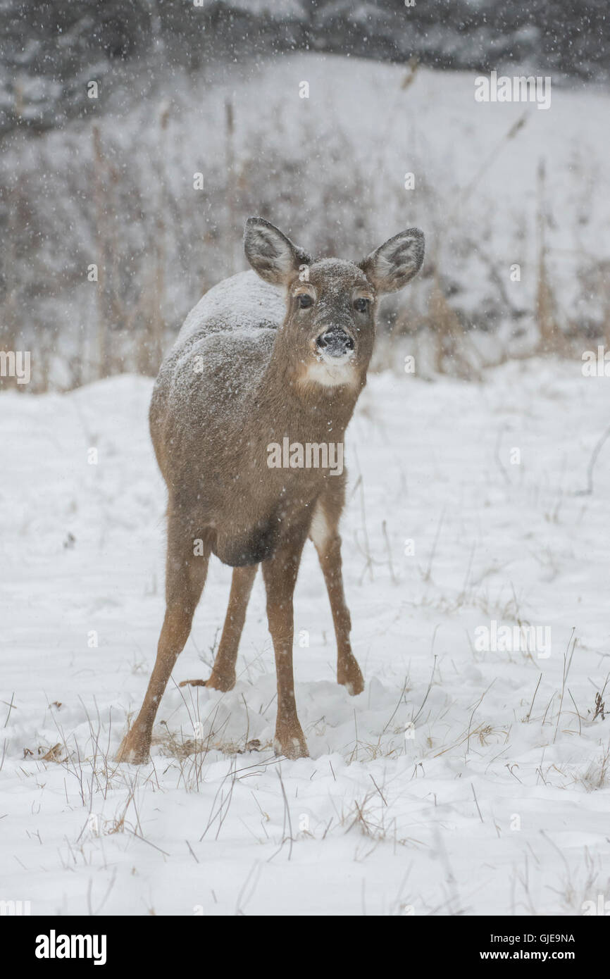 Whitetailed Deer (Odocoileus virginianus). Acadia National Park, Maine
